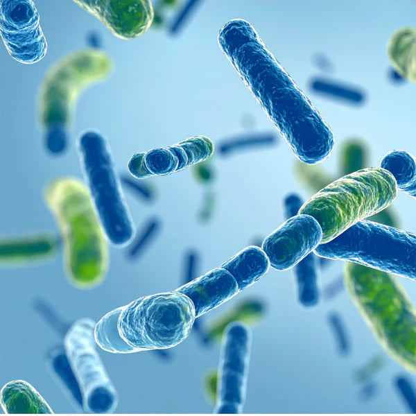 BACILLUS SNZ1969